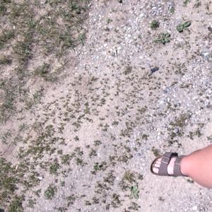 Meet your Posher, Alana